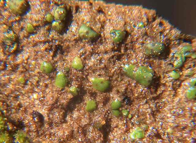 Epatica da determinare